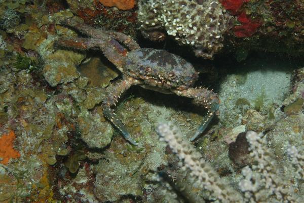 Spider Crabs - Channel Clinging Crab