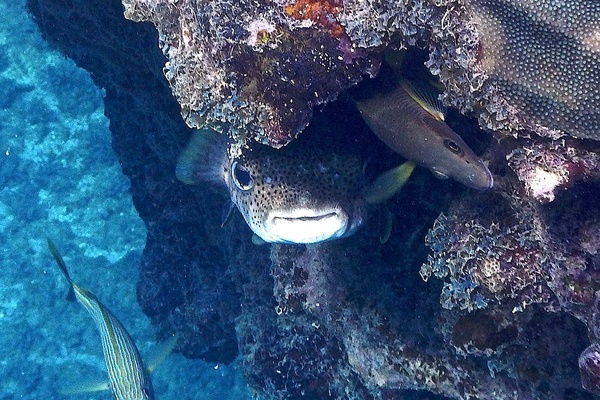 Porcupinefish - Porcupinefish