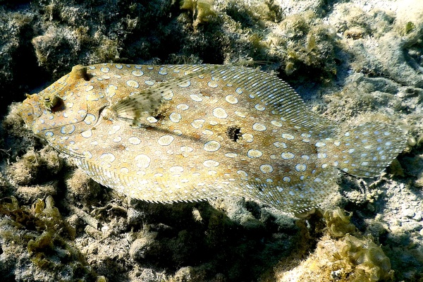 Flounders - Plate Flounder