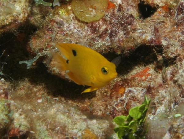 Damselfish - Threespot Damselfish