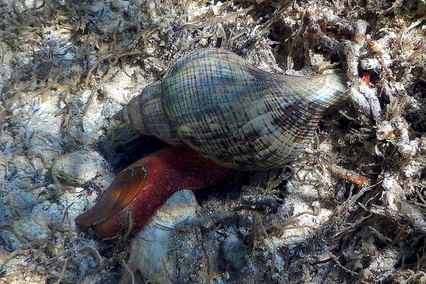 Sea Snails - Tulip Snail