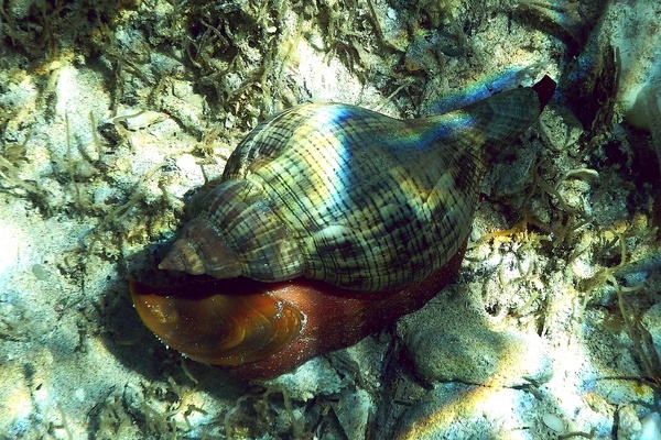 Sea Snails - Tulip Snail Sea Snails - Tulip Snail