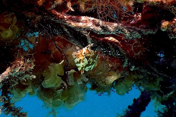 Filefish - Pygmy Filefish