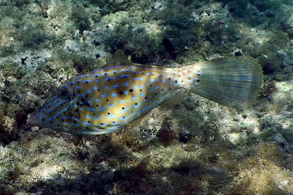 Filefish - Scrawled Filefish
