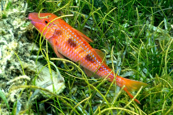 Goatfish - Spotted Goatfish