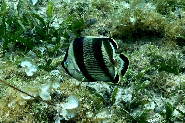 Butterflyfish - Banded Butterflyfish