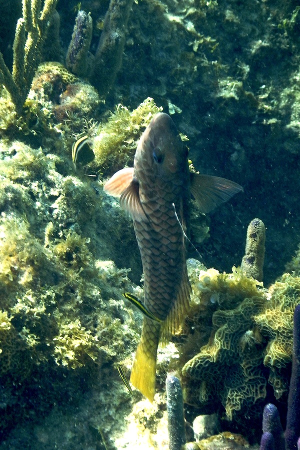 Parrotfish - Yellowtail Parrotfish