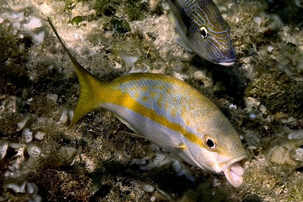 Snappers - Yellowtail Snapper