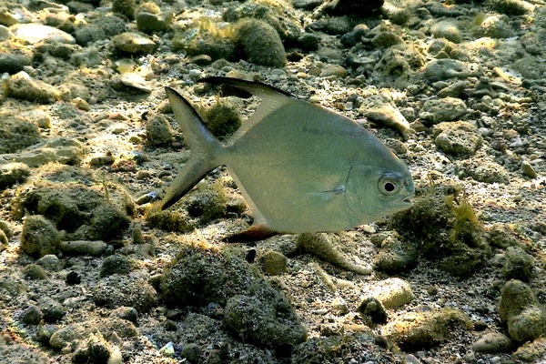 Jacks - Palometa Jacks - Palometa