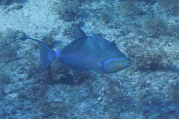 Triggerfish - Queen Triggerfish