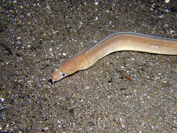 Moray - Unicolour Snake Moray