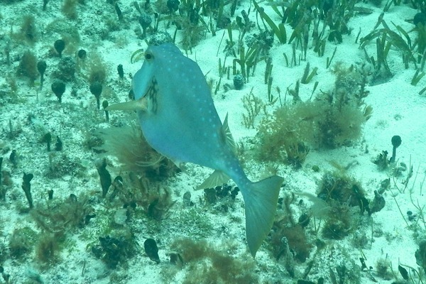 Trunkfish - Buffalo Trunkfish