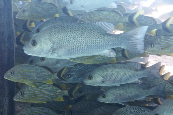 Snappers - Gray Snapper Snappers - Gray Snapper
