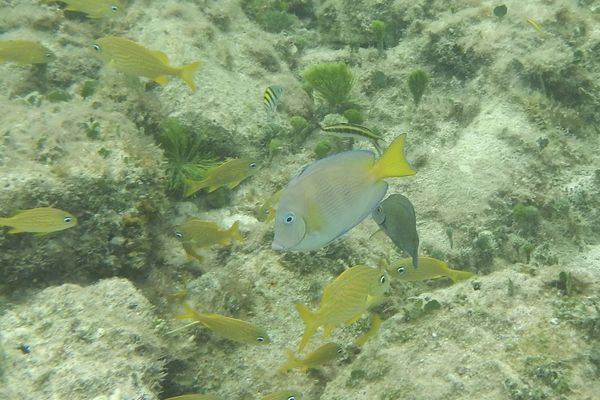 Surgeonfish - Blue Tang