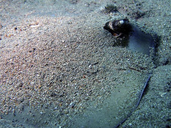 Stingrays - Blue Spotted Stingray