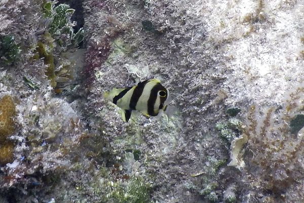 Butterflyfish - Banded Butterflyfish