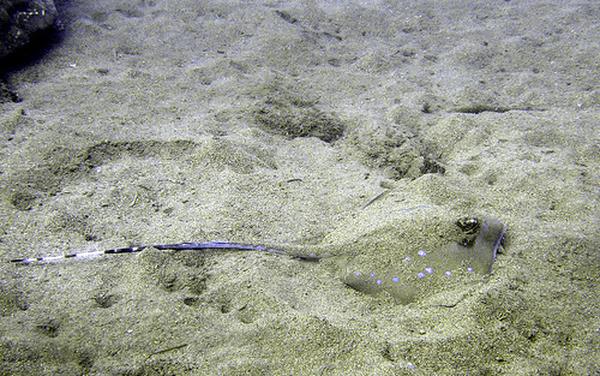 Stingrays - Blue Spotted Stingray