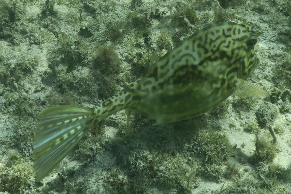 Trunkfish - Scrawled Cowfish