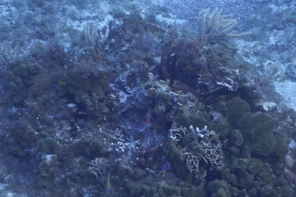 Squirrelfish - Common Squirrelfish