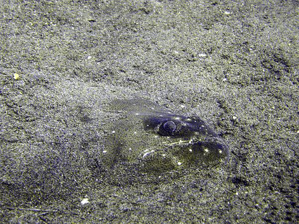 Large-tooth Flounders - Bastard Halibut