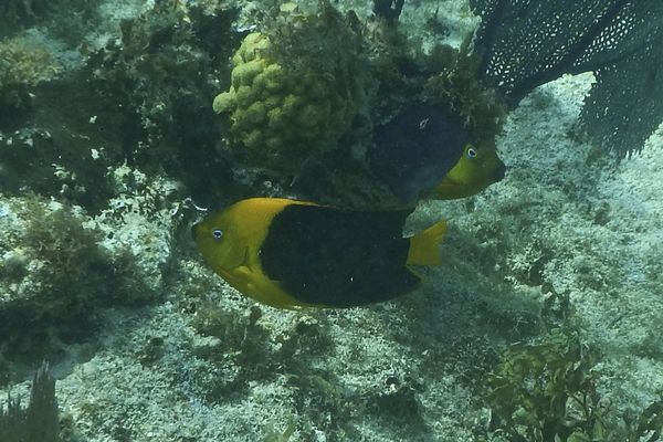 Angelfish - Rock Beauty