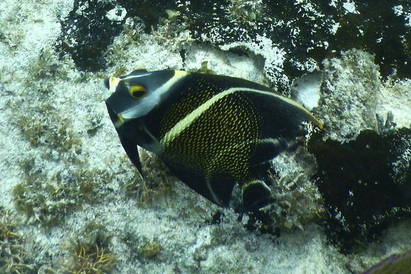 Angelfish - French Angelfish