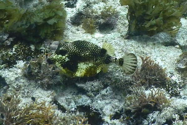 Trunkfish - Smooth Trunkfish