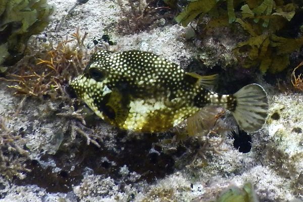 Trunkfish - Smooth Trunkfish