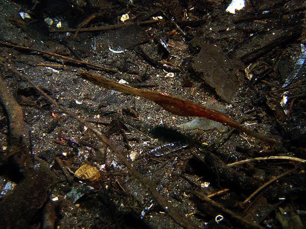 Pipefish - Ghost Pipefish