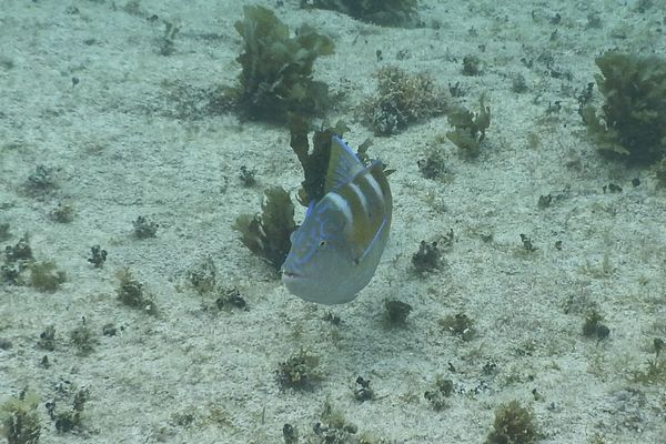 Wrasse - Puddingwife