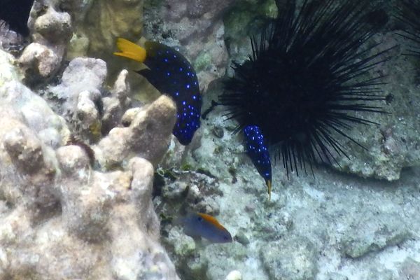 Damselfish - Yellowtail Damselfish