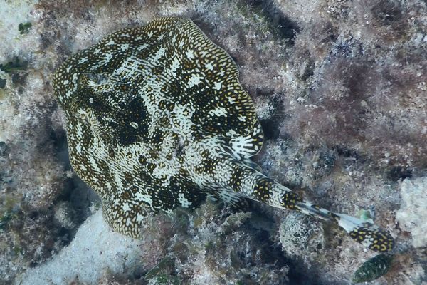 Stingrays - Yellow Stingray