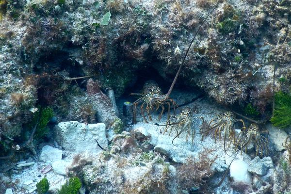 Spiny Lobsters - Caribbean Spiny Lobster