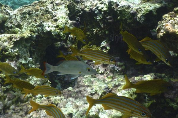 Snappers - Mahogany Snapper