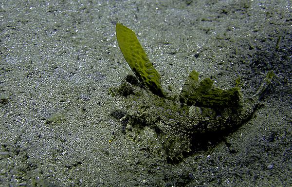 Dragonets - Fingered Dragonet