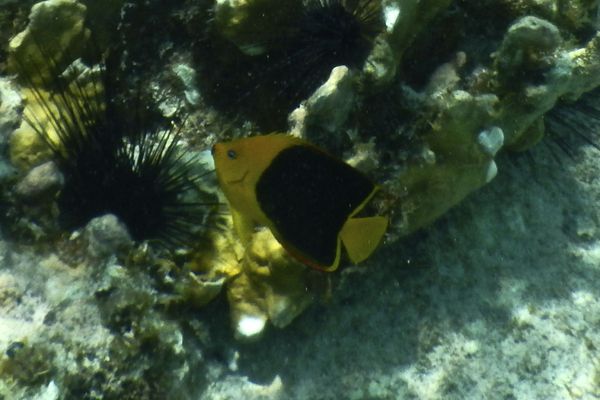 Angelfish - Rock Beauty