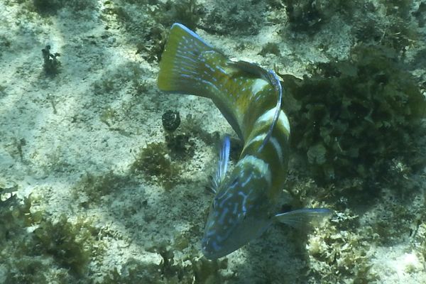 Wrasse - Puddingwife