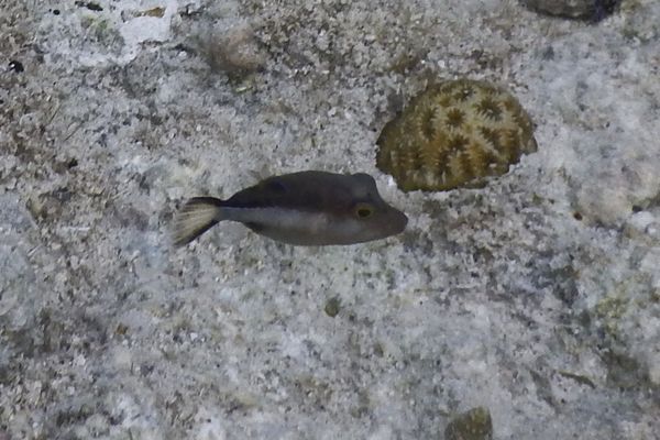Pufferfish - Sharpnose Puffer Pufferfish - Sharpnose Puffer