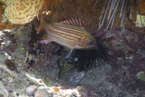 Squirrelfish - Dusky Squirrelfish