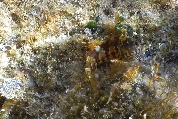 Blennies - Saddled Blenny