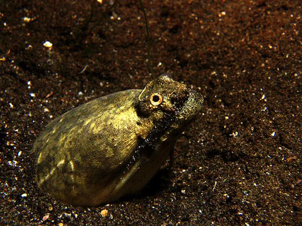 Snake Eels - Crocodile Snake Eel