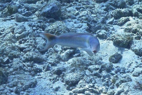 Tilefish - Sand Tilefish