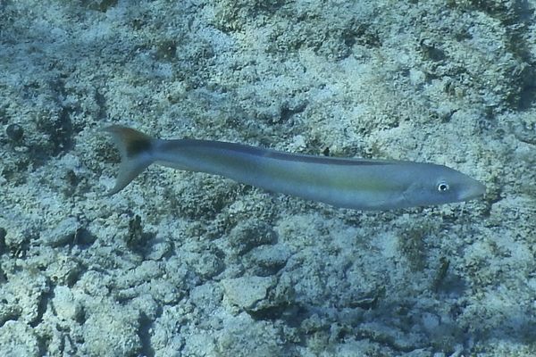 Tilefish - Sand Tilefish