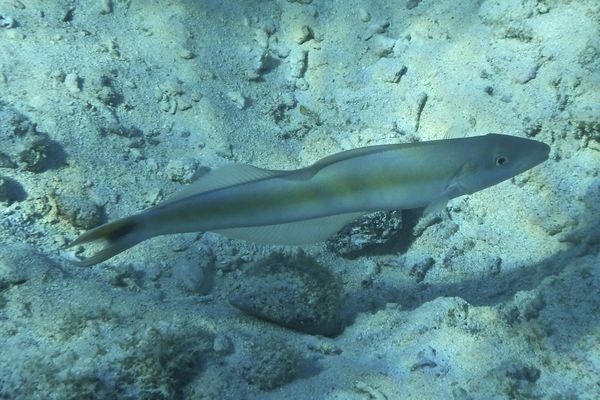 Tilefish - Sand Tilefish