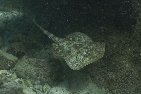 Stingrays - Yellow Stingray