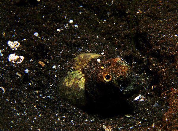 Snake Eels - Crocodile Snake Eel