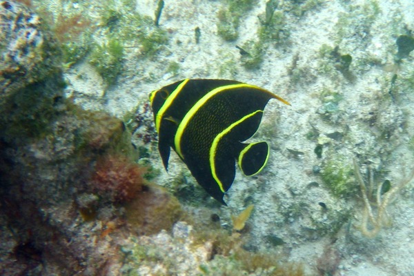 Angelfish - French Angelfish