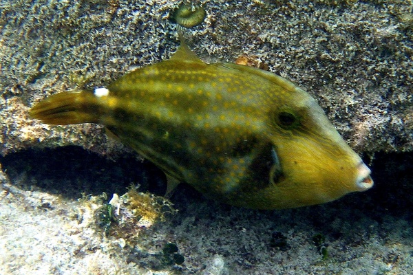 Filefish - Orangespotted Filefish