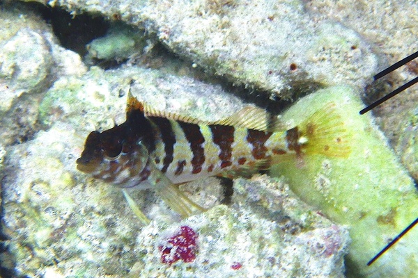 Blennies - Saddled Blenny