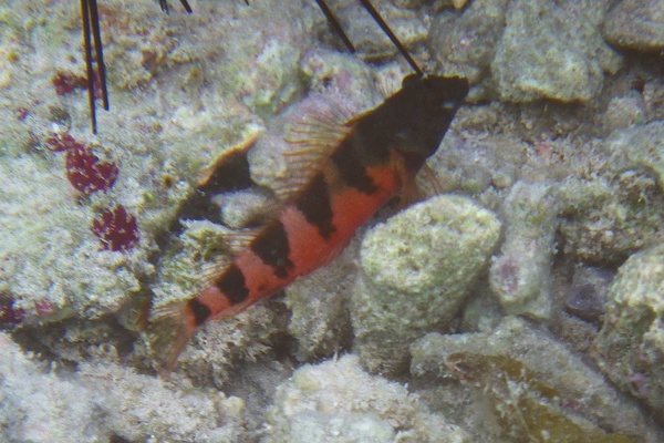 Blennies - Saddled Blenny